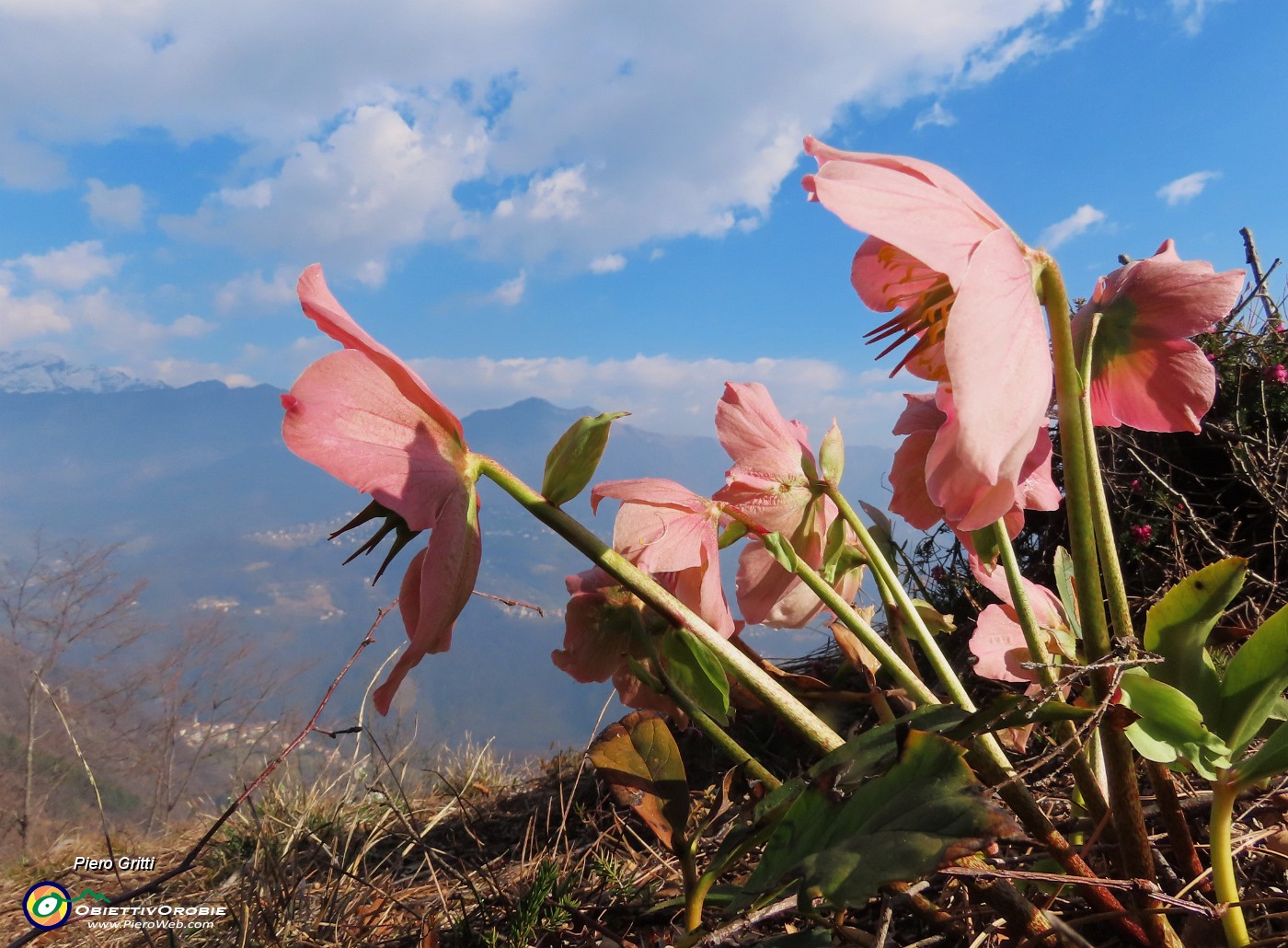 25 Helleborus niger (Ellebori) in piena fioritura con vista in Alben e Suchello.JPG